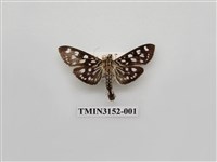 藏品(螟蛾303)的圖片